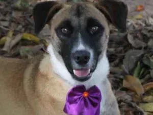 Cachorro raça SRD idade 1 ano nome TUTTY
