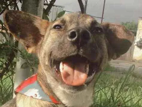 Cachorro ra a SRD-ViraLata idade 1 ano nome YUKI