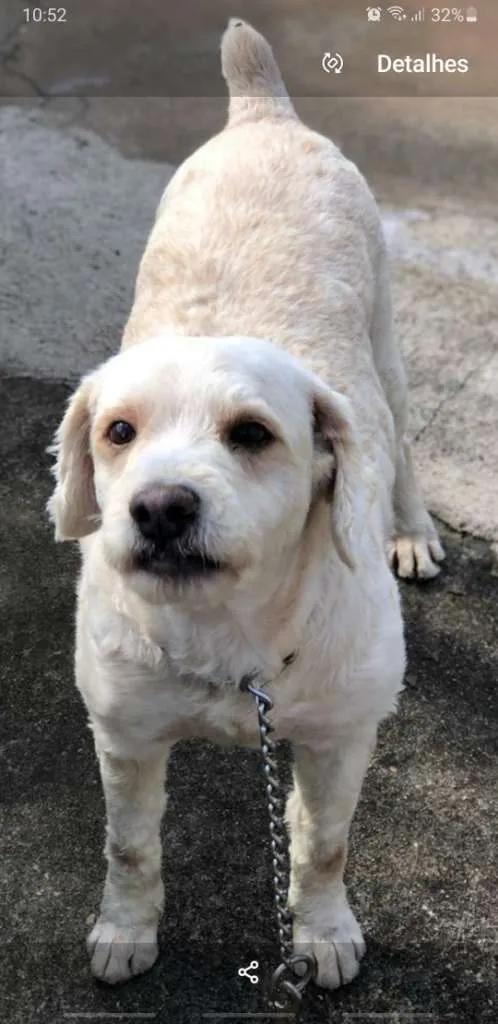 Cachorro ra a Poodle idade  nome Polo