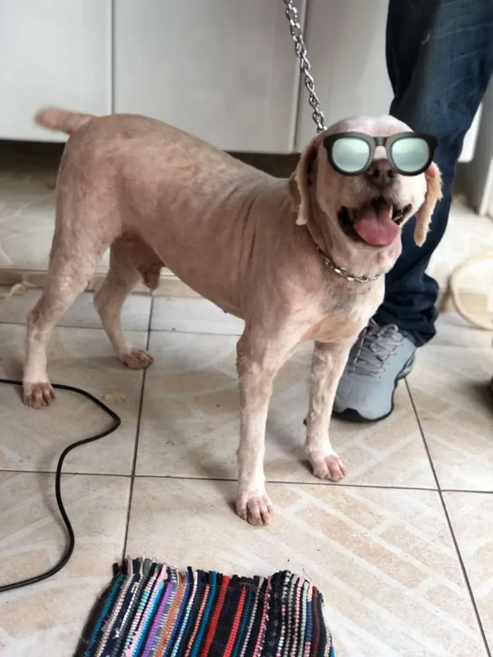 Cachorro ra a Poodle idade  nome Polo