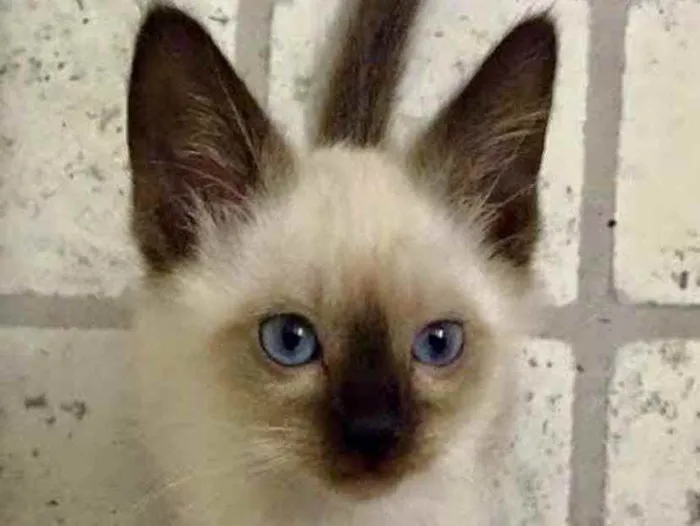 Gato ra a Siamesa  idade 2 a 6 meses nome Eva 