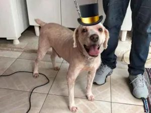 Cachorro raça Poodle idade  nome Polo