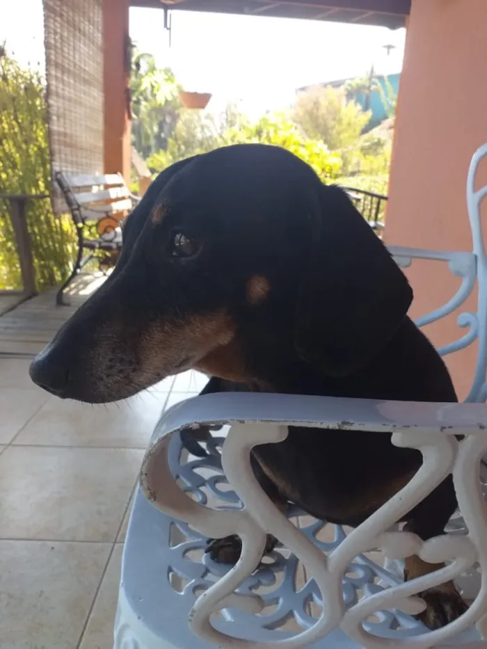 Cachorro ra a Basset-Cofap idade 6 ou mais anos nome Max