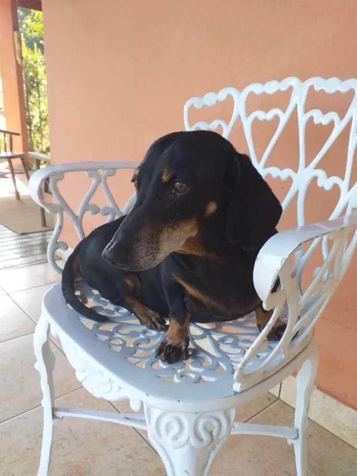 Cachorro ra a Basset-Cofap idade 6 ou mais anos nome Max