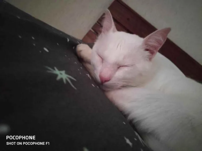 Gato ra a Srd idade 7 a 11 meses nome Luz bebê linda