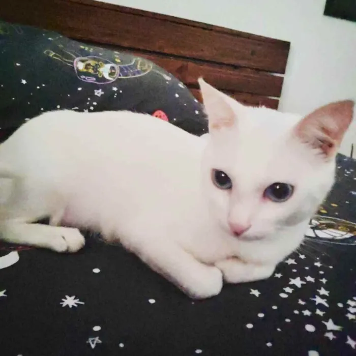 Gato ra a Srd idade 7 a 11 meses nome Luz bebê linda