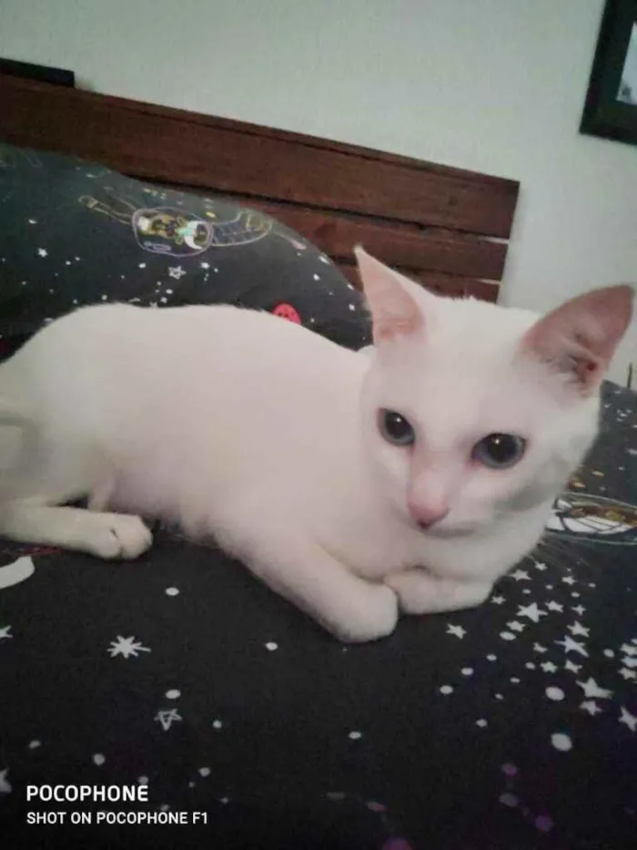 Gato ra a Srd idade 7 a 11 meses nome Luz bebê linda