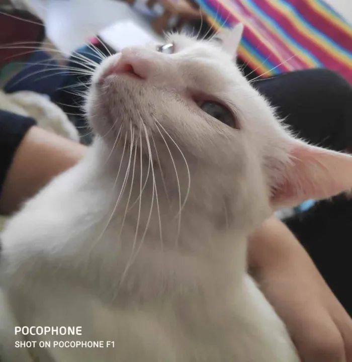 Gato ra a Srd idade 7 a 11 meses nome Luz bebê linda