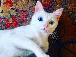 Gato raça Srd idade 7 a 11 meses nome Luz bebê linda