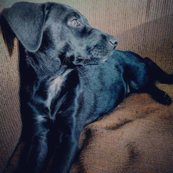 Cachorro raça Não definida idade 7 a 11 meses nome Dante 