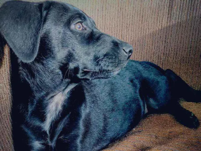 Cachorro raça Não definida idade 7 a 11 meses nome Dante 