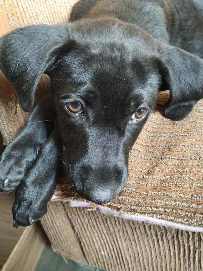 Cachorro raça Não definida idade 7 a 11 meses nome Dante 