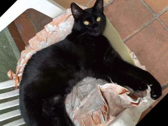 Gato raça Srd idade 2 a 6 meses nome Choquito