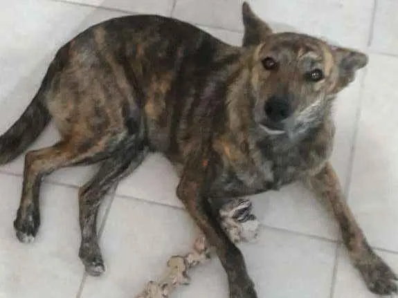 Cachorro ra a SRD-ViraLata idade 1 ano nome Megh