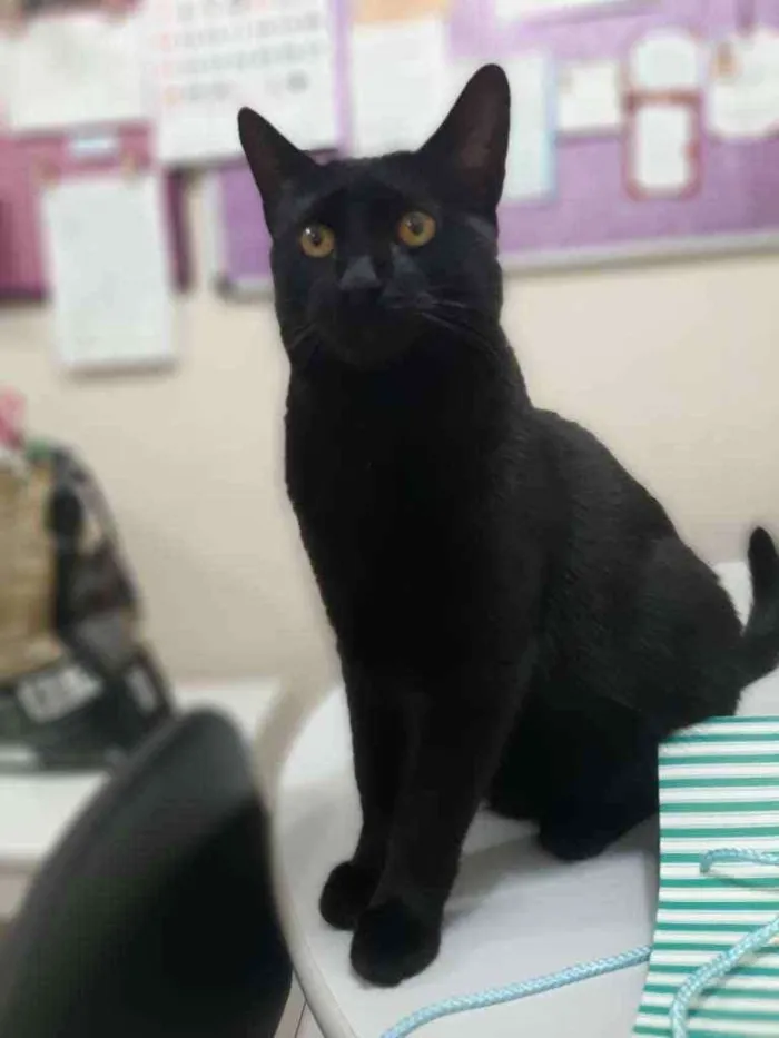 Gato raça Srd idade 2 a 6 meses nome Choquito