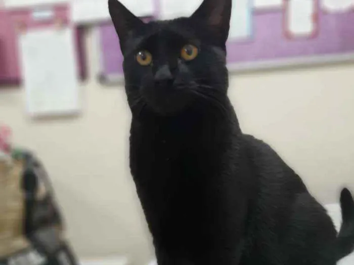 Gato raça Srd idade 2 a 6 meses nome Choquito