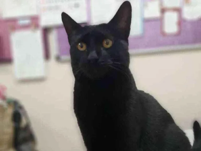 Gato raça Srd idade 2 a 6 meses nome Choquito