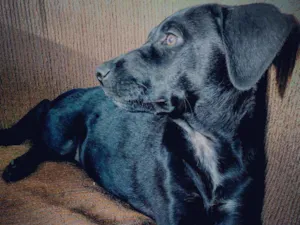 Cachorro raça Não definida idade 7 a 11 meses nome Dante 