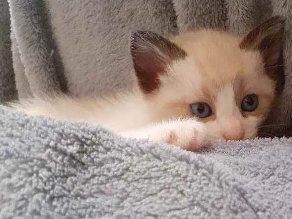 Gato ra a Sem raça definida  idade 2 a 6 meses nome Sem nome 