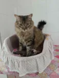 Gato raça SRD idade 4 anos nome KATTY