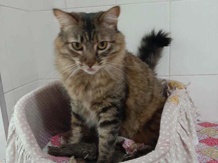 Gato raça SRD idade 4 anos nome KATTY