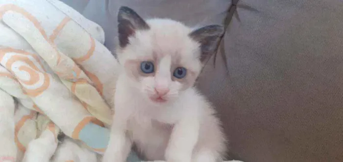 Gato ra a Sem raça definida  idade 2 a 6 meses nome Sem nome 