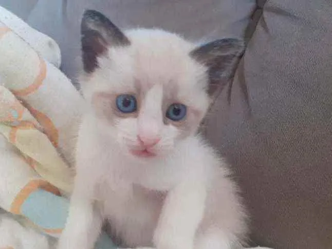 Gato ra a Sem raça definida  idade 2 a 6 meses nome Sem nome 