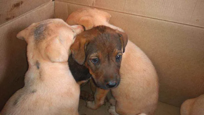 Cachorro ra a SRD idade Abaixo de 2 meses nome Filhotinhos