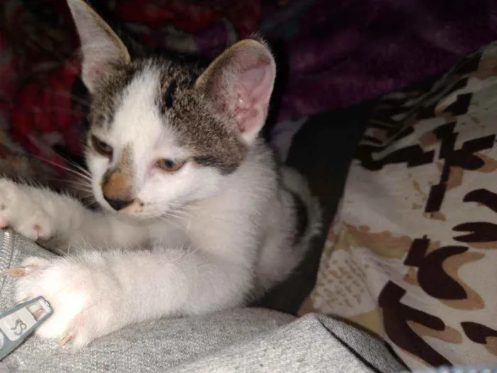 Gato ra a Siamcs idade 2 a 6 meses nome Sem nome