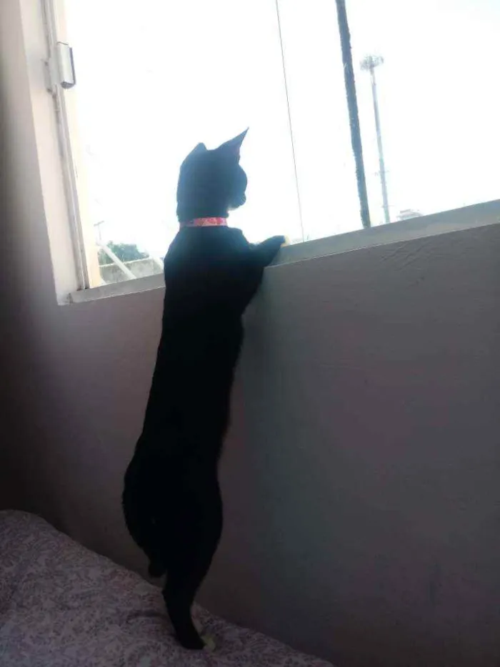 Gato ra a Não tem idade 7 a 11 meses nome Luna e Ravena 