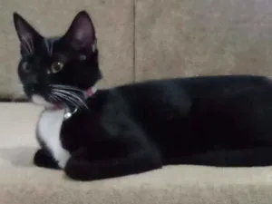 Gato raça Não tem idade 7 a 11 meses nome Luna e Ravena 