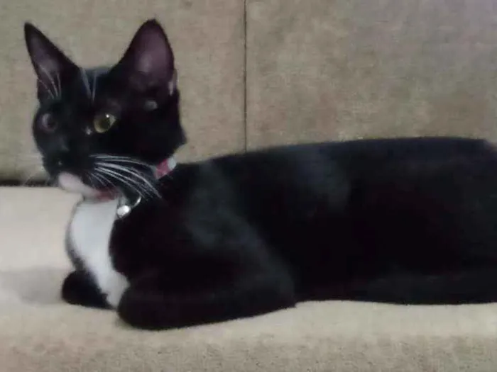 Gato ra a Não tem idade 7 a 11 meses nome Luna e Ravena 