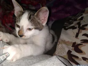 Gato raça Siamcs idade 2 a 6 meses nome Sem nome
