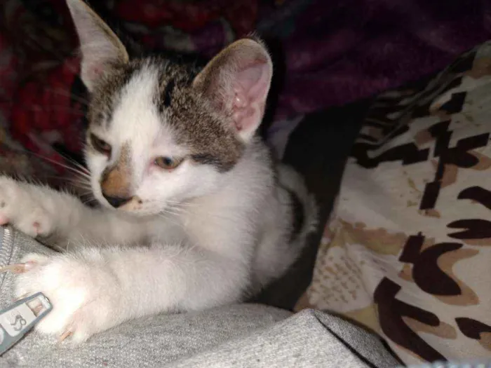Gato ra a Siamcs idade 2 a 6 meses nome Sem nome