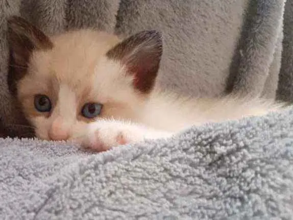 Gato ra a Sem raça definida  idade 2 a 6 meses nome Sem nome 