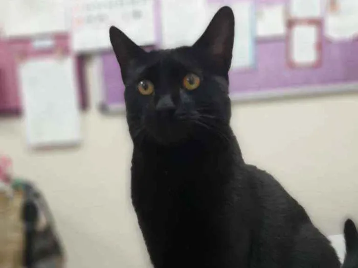 Gato raça Srd idade 2 a 6 meses nome Zeus