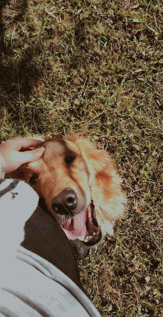 Cachorro ra a Golden retriver idade 4 anos nome Meg