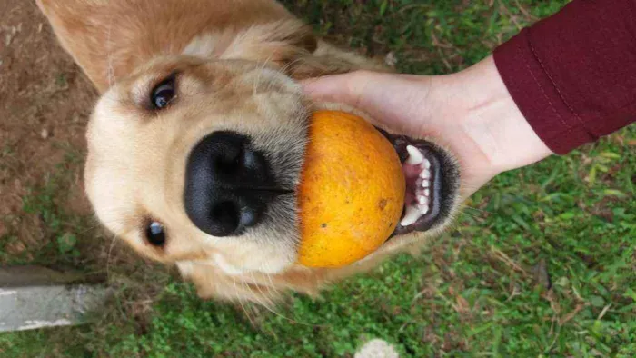 Cachorro ra a Golden retriver idade 4 anos nome Meg