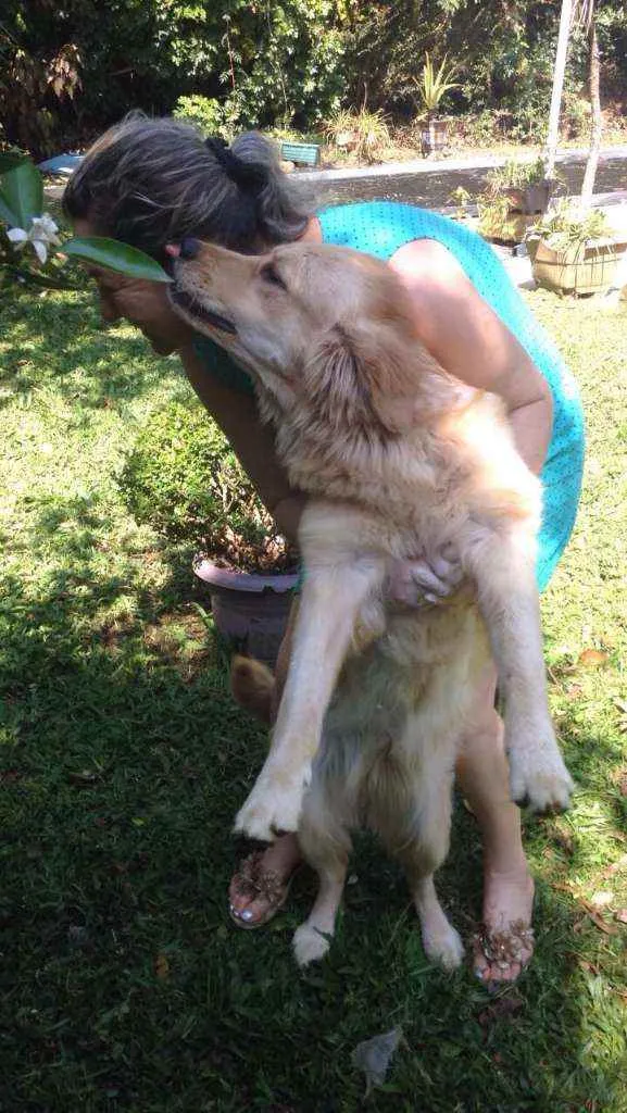 Cachorro ra a Golden retriver idade 4 anos nome Meg