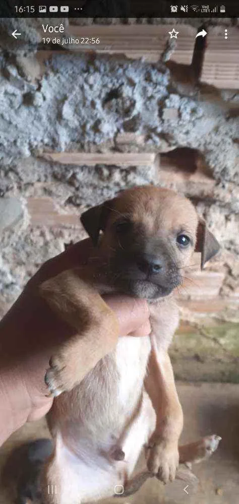 Cachorro raça Vira lata idade Abaixo de 2 meses nome Sem nome