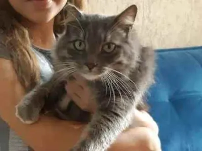 Gato raça Nao sabemos idade 3 anos nome Favela
