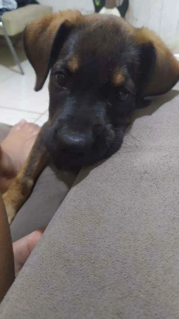 Cachorro ra a Não sei idade 2 a 6 meses nome Sem nome