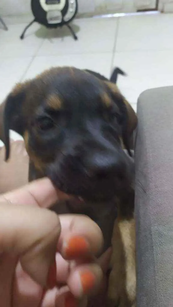 Cachorro ra a Não sei idade 2 a 6 meses nome Sem nome