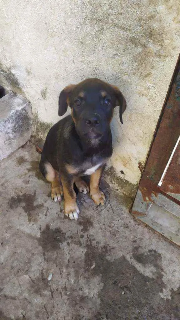 Cachorro ra a Não sei idade 2 a 6 meses nome Sem nome