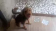 Fofinho
