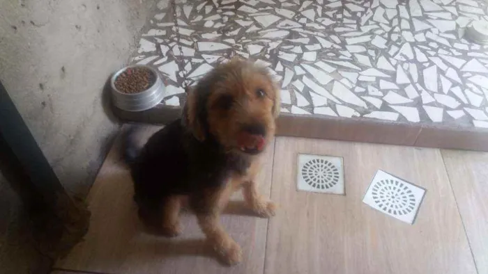 Cachorro raça Mestiça  idade 3 anos nome Fofinho