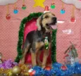 Fofinho