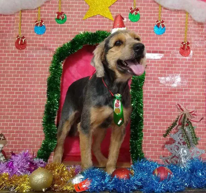 Cachorro raça Mestiça  idade 3 anos nome Fofinho