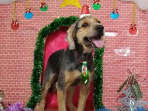 Cachorro raça Mestiça  idade 3 anos nome Fofinho