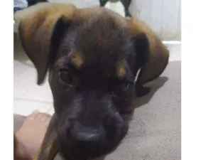 Cachorro raça Não sei idade 2 a 6 meses nome Sem nome